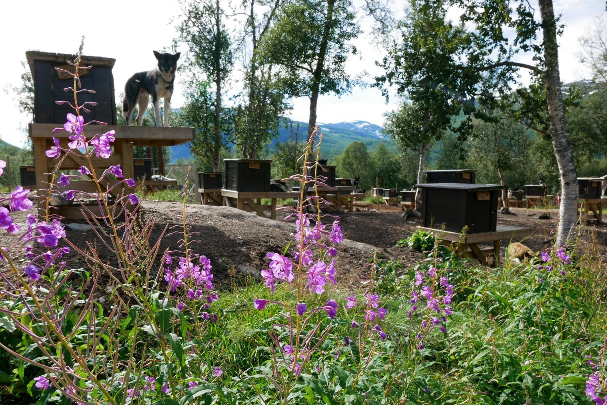 Bardu Huskylodge Eksteriør billede