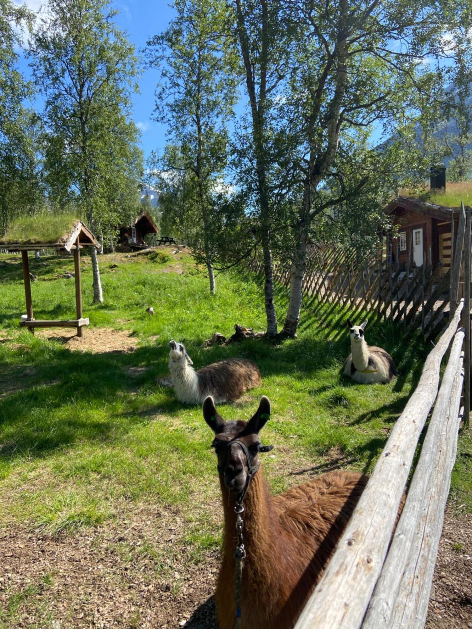 Bardu Huskylodge Eksteriør billede