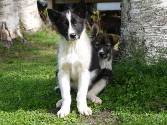 Bardu Huskylodge Eksteriør billede
