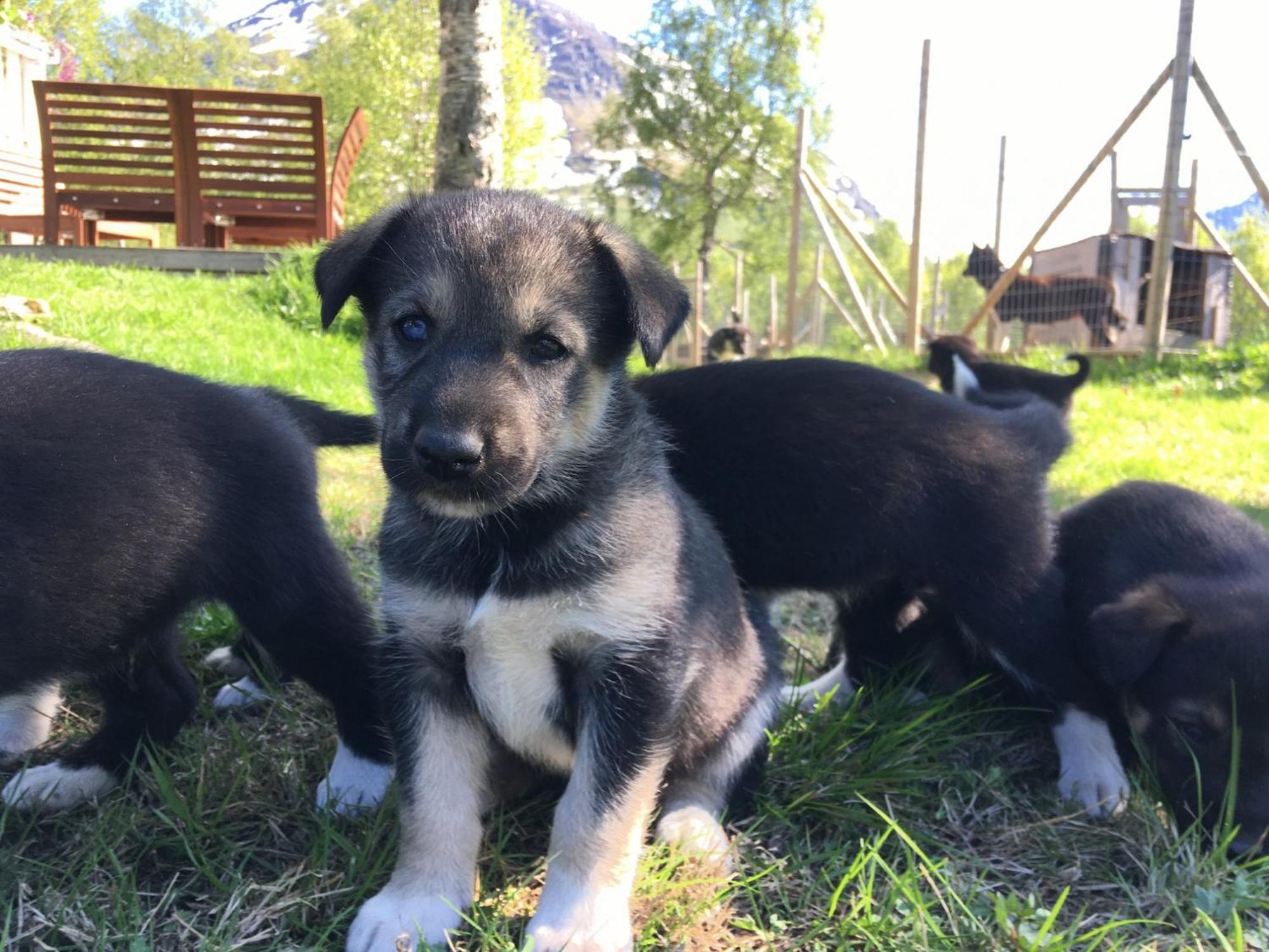 Bardu Huskylodge Eksteriør billede